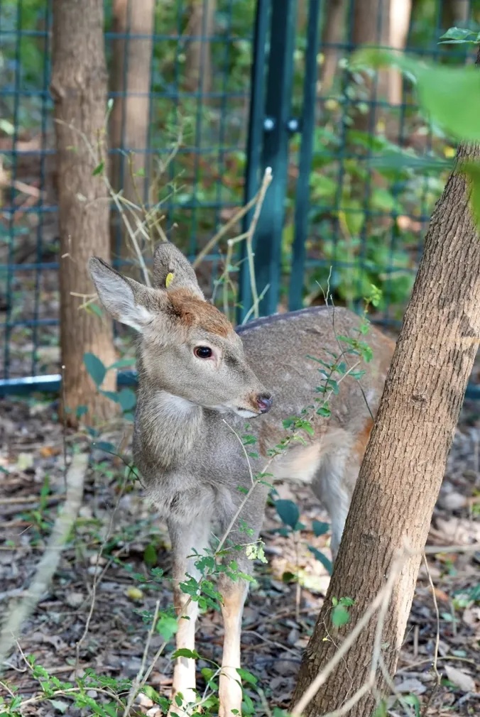 累了，秃了......高校：临时关闭！