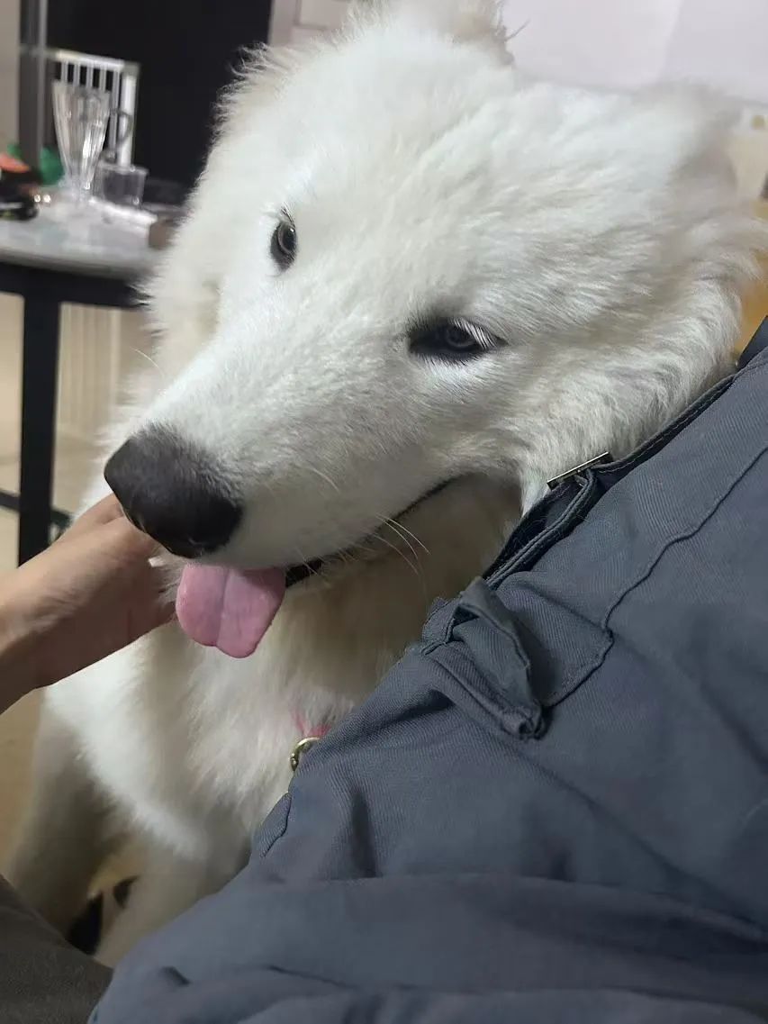 广州一广场草地疑有“毒物”，数位狗主的爱犬遭殃，街道办回应→