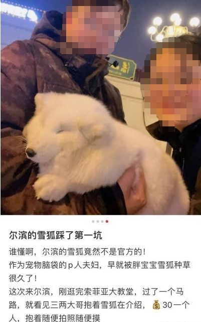 哈尔滨白狐又要开始“营业”了？多景区回应……当地文旅提醒