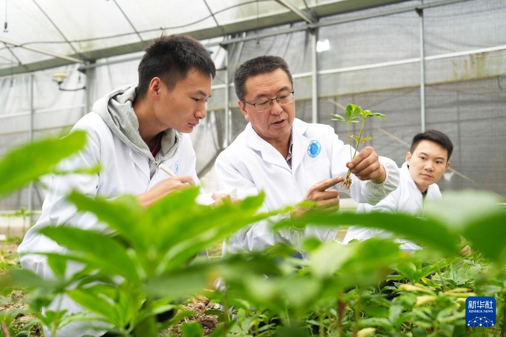 重庆：培育魔芋种质资源 &nbsp;助推农业增产增效