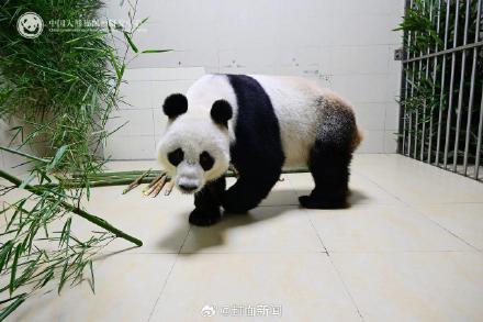 出差15年大熊猫网网福妮回家了 收获满屋美食 出差15年大熊猫网网福妮回家了 收获满屋美食