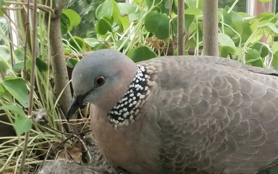 萌萌哒?佛山街头再出现!见到千万别抓!别养! 萌萌哒?佛山街头再出现!见到千万别抓!别养!