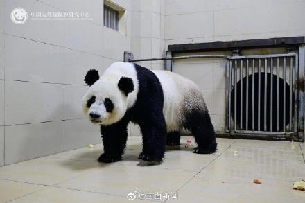 出差15年大熊猫网网福妮回家了 收获满屋美食 出差15年大熊猫网网福妮回家了 收获满屋美食