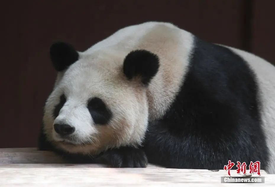 大熊猫“丽丽”抢救无效死亡,现年19岁 大熊猫“丽丽”抢救无效死亡,现年19岁