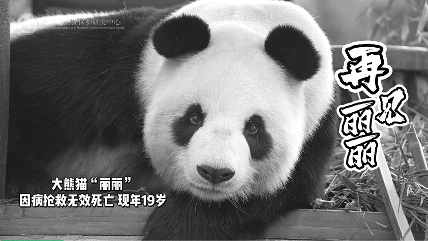 大熊猫“丽丽”离世，原因披露