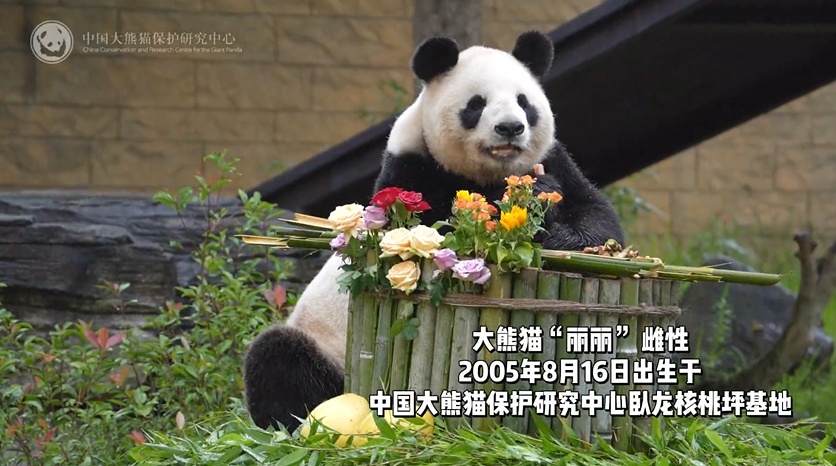 大熊猫“丽丽”离世，原因披露