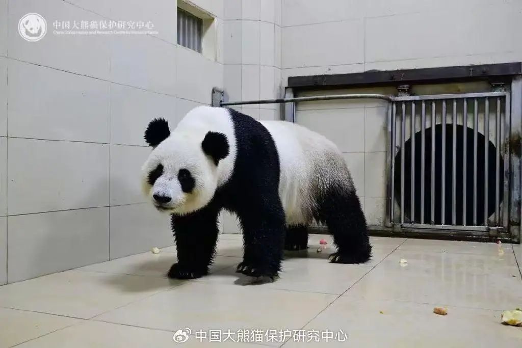 欢迎回家！南半球“顶流”已回国