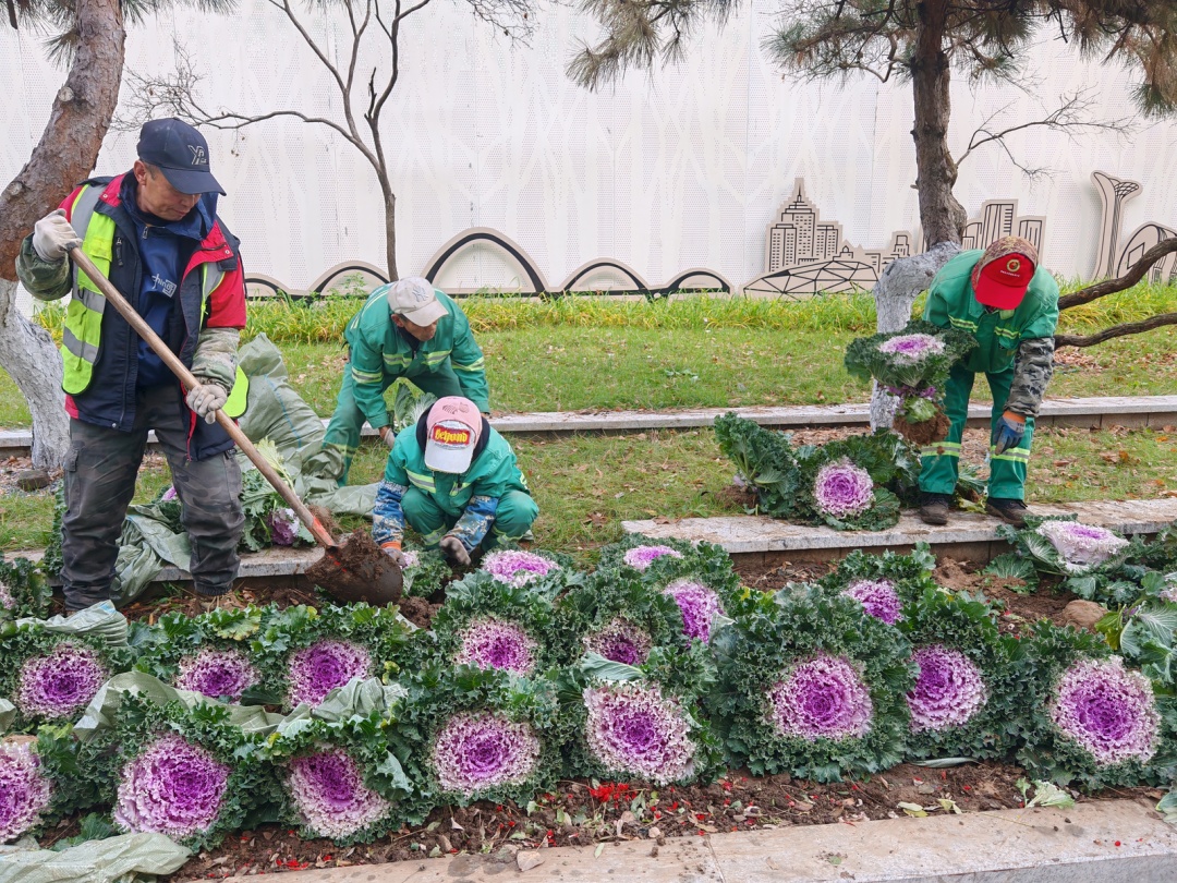 沈阳街头变样了！这种植物好看但不能吃→