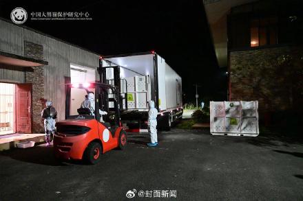 出差15年大熊猫网网福妮回家了 收获满屋美食 出差15年大熊猫网网福妮回家了 收获满屋美食