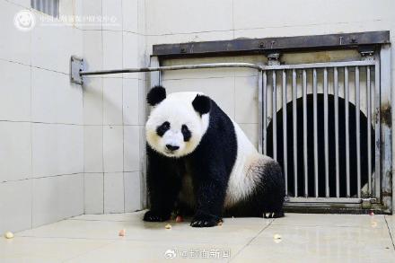 出差15年大熊猫网网福妮回家了 收获满屋美食 出差15年大熊猫网网福妮回家了 收获满屋美食