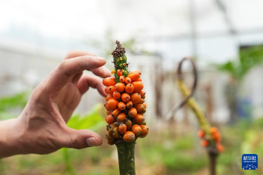 重庆：培育魔芋种质资源 &nbsp;助推农业增产增效