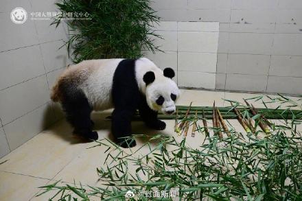 出差15年大熊猫网网福妮回家了 收获满屋美食 出差15年大熊猫网网福妮回家了 收获满屋美食