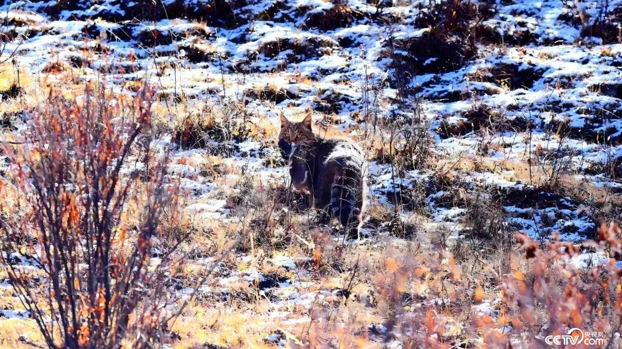 甘肃尕海则岔保护区首次拍到荒漠猫捕食画面 甘肃尕海则岔保护区首次拍到荒漠猫捕食画面