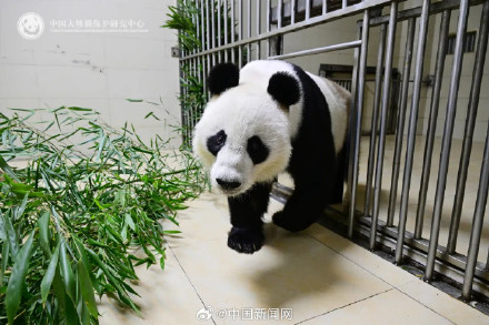 “出差”15年！旅澳大熊猫“网网”“福妮”回家