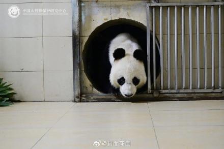 出差15年大熊猫网网福妮回家了 收获满屋美食 出差15年大熊猫网网福妮回家了 收获满屋美食