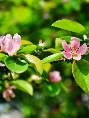 不要吃!武汉有人已捡到,正大量出现 不要吃!武汉有人已捡到,正大量出现