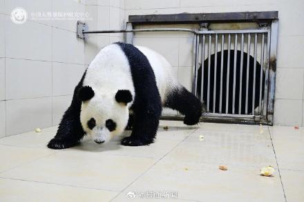 出差15年大熊猫网网福妮回家了 收获满屋美食 出差15年大熊猫网网福妮回家了 收获满屋美食