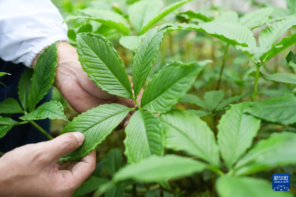 重庆：培育魔芋种质资源 &nbsp;助推农业增产增效