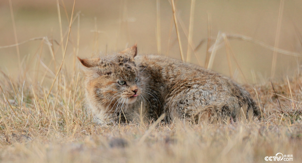 甘肃尕海则岔保护区首次拍到荒漠猫捕食画面 甘肃尕海则岔保护区首次拍到荒漠猫捕食画面