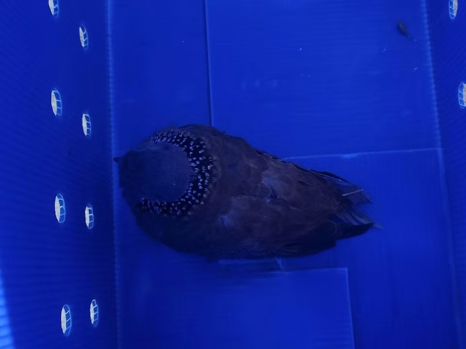 萌萌哒?佛山街头再出现!见到千万别抓!别养! 萌萌哒?佛山街头再出现!见到千万别抓!别养!