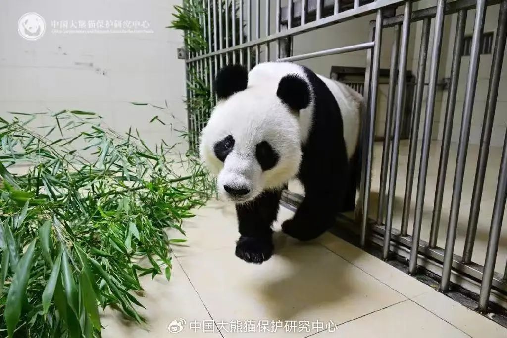 欢迎回家！南半球“顶流”已回国