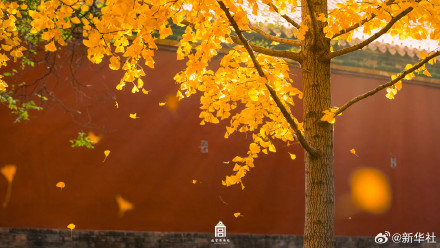 转存！初冬的故宫步步皆画