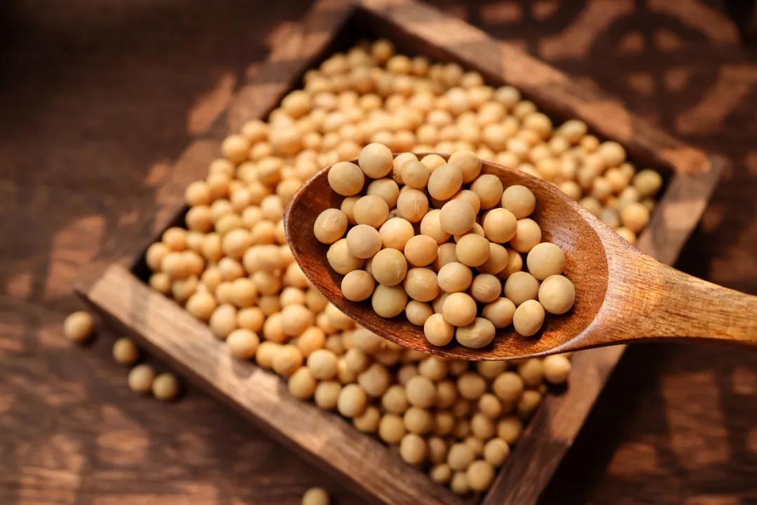 大豆容易引起性早熟？不适合痛风和三高病人食用？权威答复