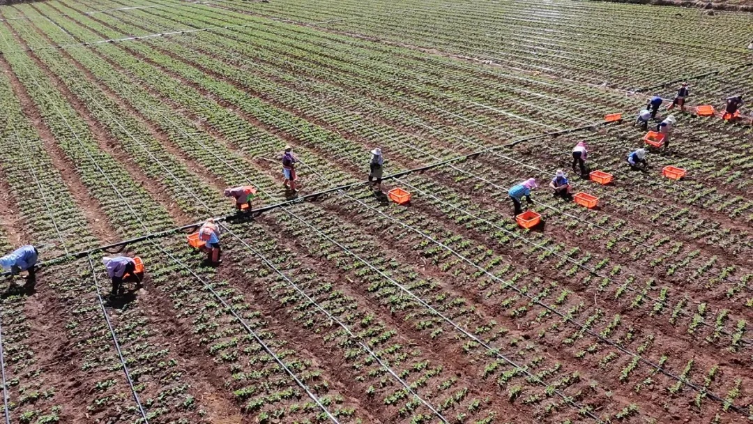 蔬菜界的天花板！云南这种蔬菜竟卖到120一斤？