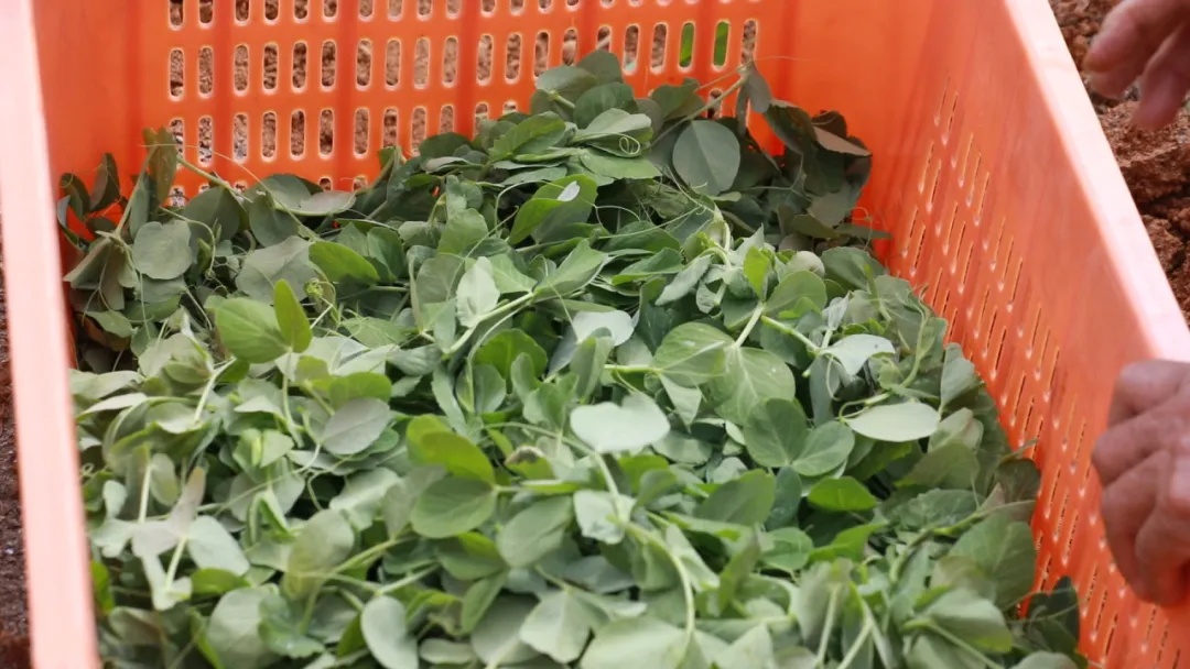 蔬菜界的天花板！云南这种蔬菜竟卖到120一斤？