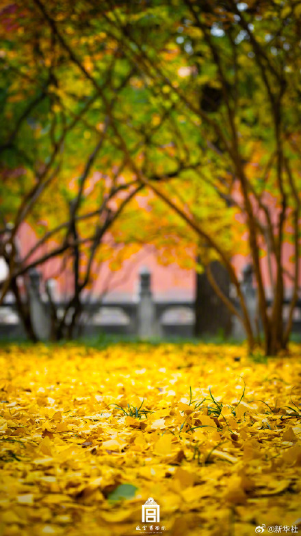 转存！初冬的故宫步步皆画