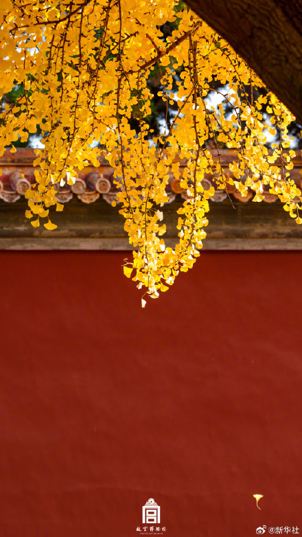 转存！初冬的故宫步步皆画