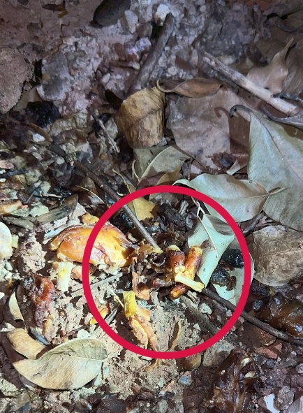 广州超40只宠物狗疑似中毒死亡，相关通报→