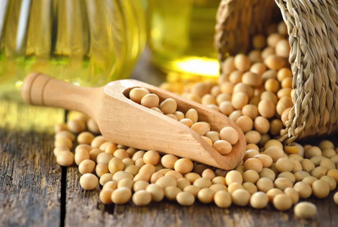 大豆容易引起性早熟？不适合痛风和三高病人食用？权威答复