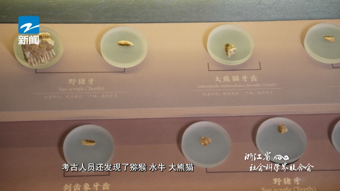 这一枚人类牙齿化石，距今约十万年！