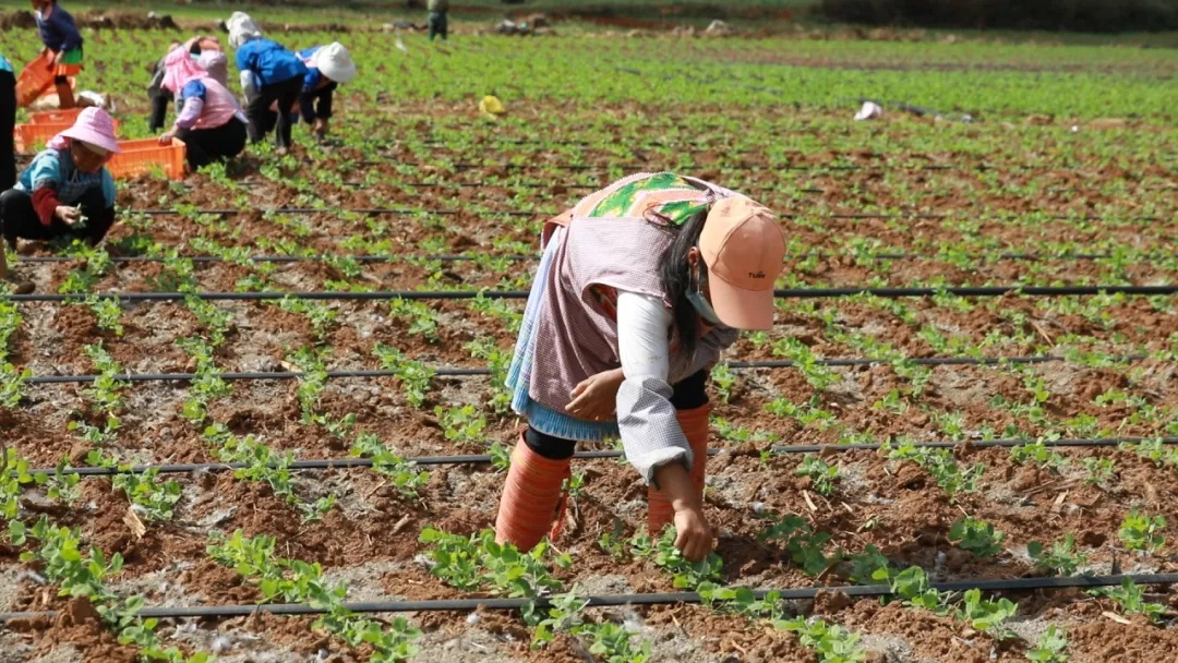 蔬菜界的天花板！云南这种蔬菜竟卖到120一斤？