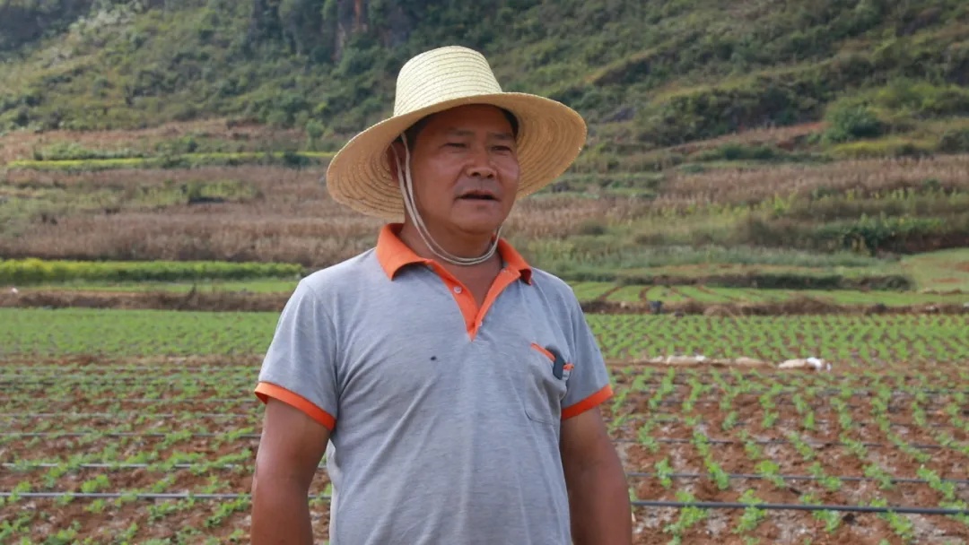 蔬菜界的天花板！云南这种蔬菜竟卖到120一斤？