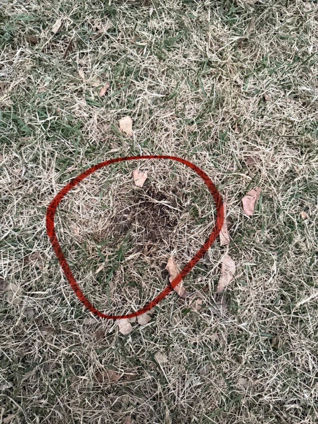 广州超40只宠物狗疑似中毒死亡，相关通报→