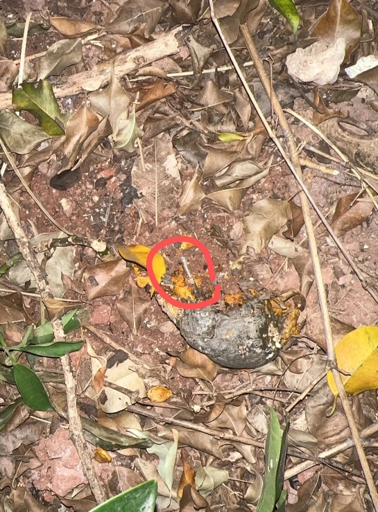 广州超40只宠物狗疑似中毒死亡，相关通报→