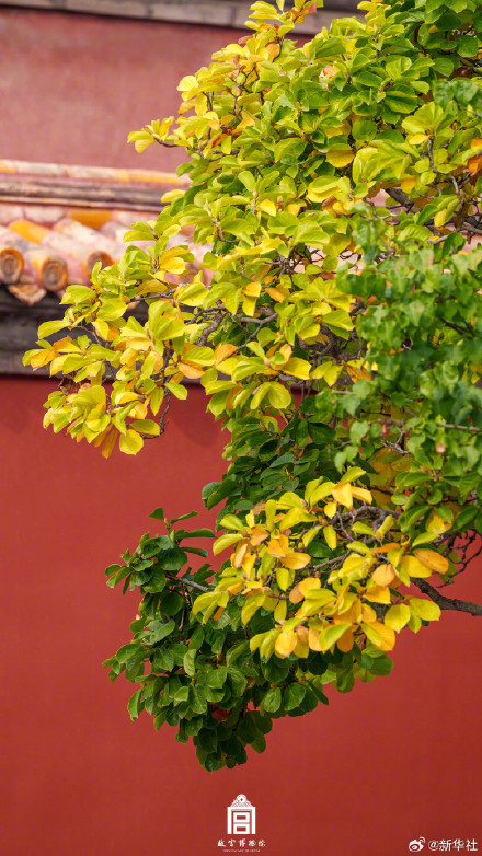 转存！初冬的故宫步步皆画