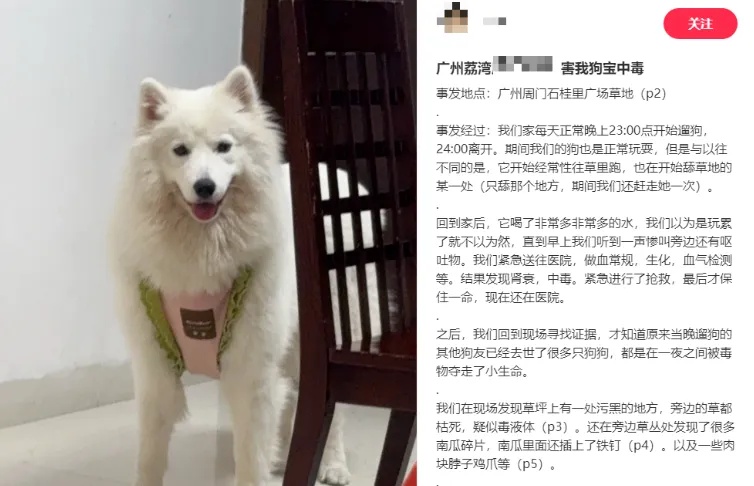 广州超40只宠物狗疑似中毒死亡，相关通报→