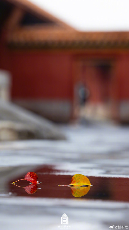 转存！初冬的故宫步步皆画