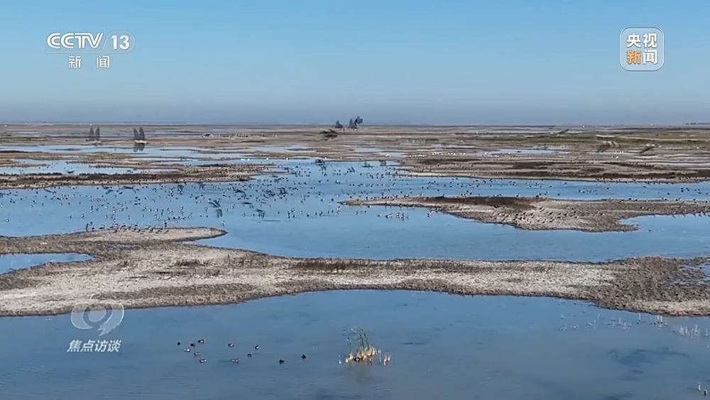 焦点访谈丨他曾为驱赶候鸟损失了三节指骨 如今为何加入了护飞队? 焦点访谈丨他曾为驱赶候鸟损失了三节指骨 如今为何加入了护飞队?