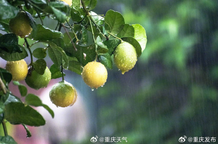 今明两天重庆高海拔地区将下雪