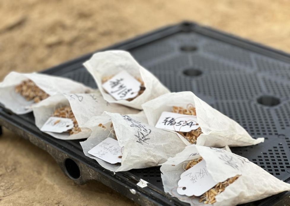 海南三亚：“太空种子”在南繁开始育种