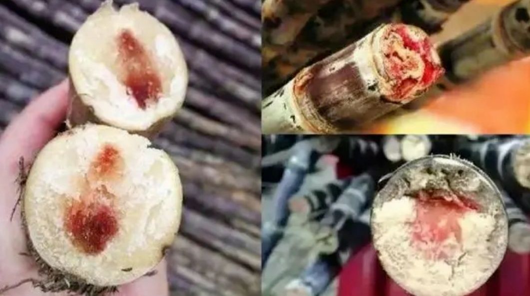 严重可危及生命！这个水果出现“红心”千万别吃！
