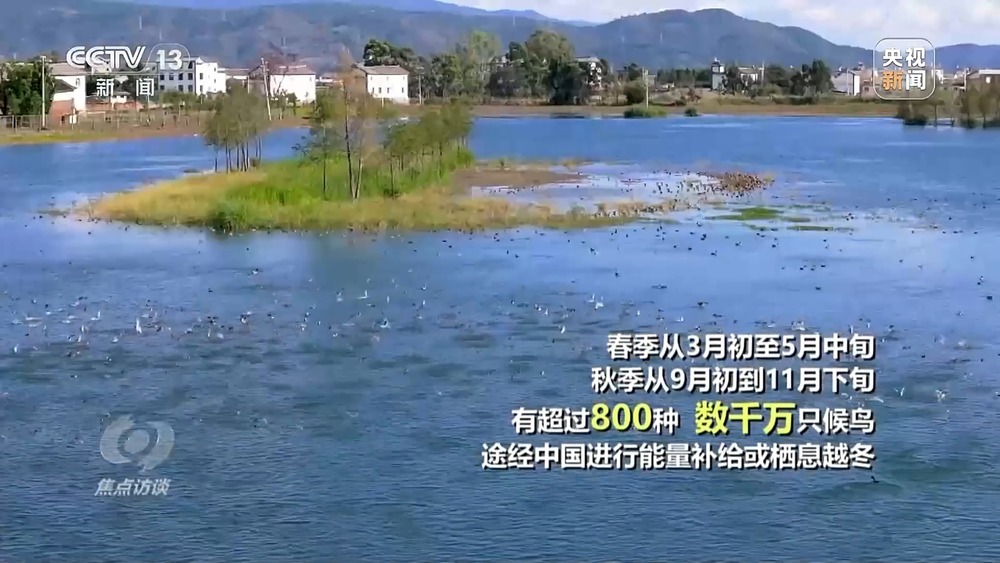 焦点访谈丨他曾为驱赶候鸟损失了三节指骨 如今为何加入了护飞队? 焦点访谈丨他曾为驱赶候鸟损失了三节指骨 如今为何加入了护飞队?