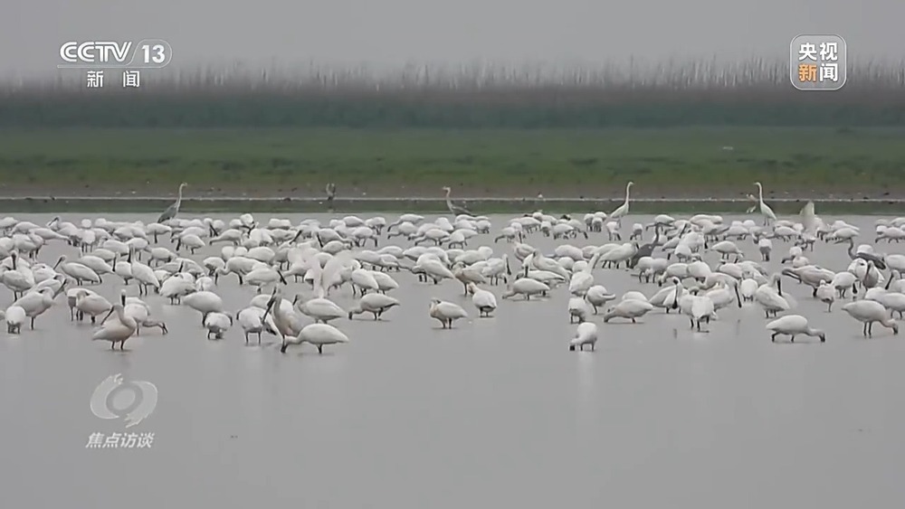 焦点访谈丨他曾为驱赶候鸟损失了三节指骨 如今为何加入了护飞队? 焦点访谈丨他曾为驱赶候鸟损失了三节指骨 如今为何加入了护飞队?