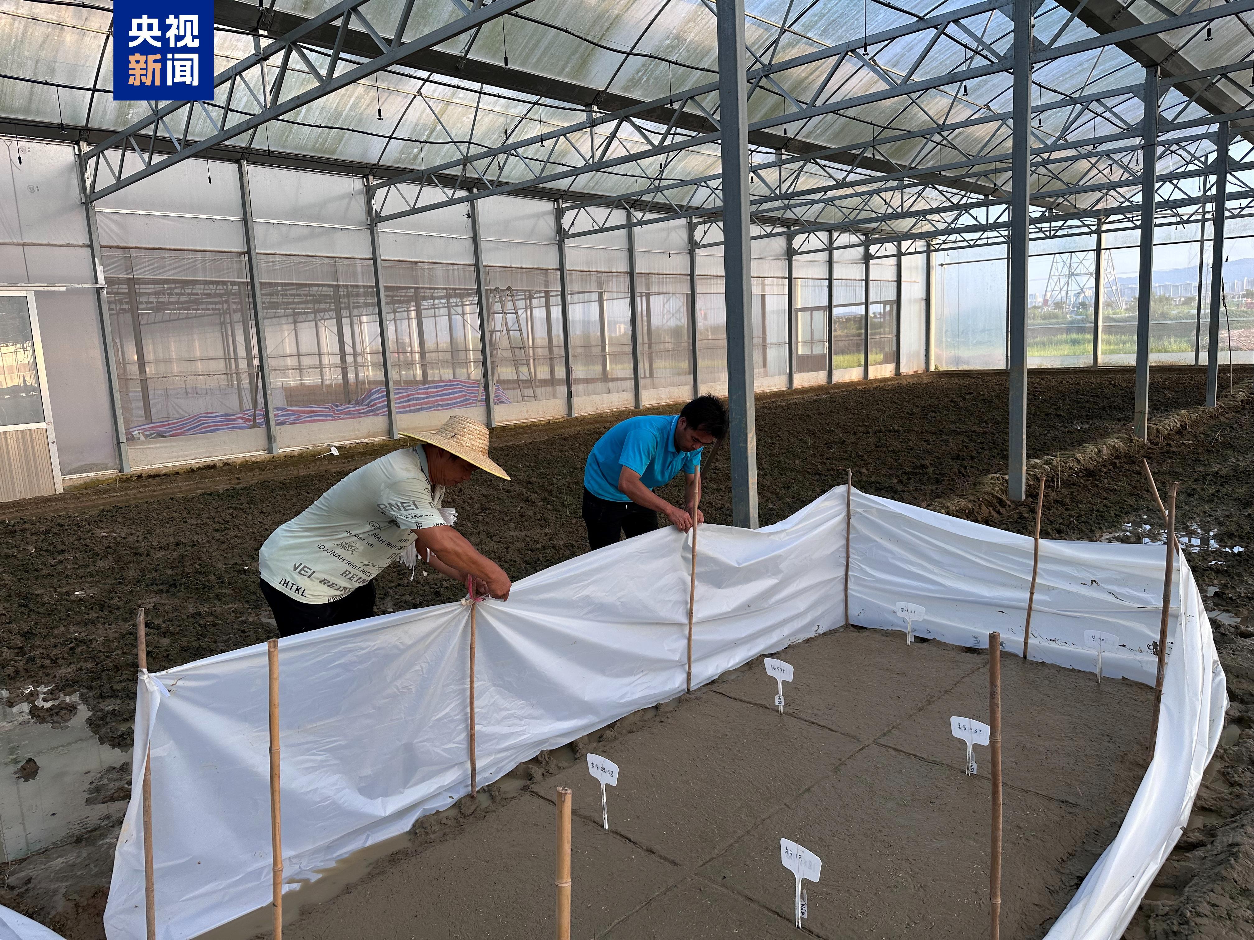 上天又入地,“太空种子”在南繁开始育种 上天又入地,“太空种子”在南繁开始育种