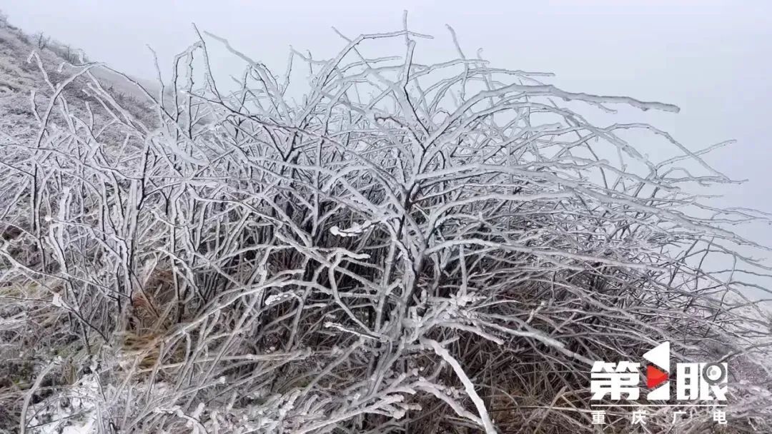 骤降至0℃!重庆又下雪了 骤降至0℃!重庆又下雪了