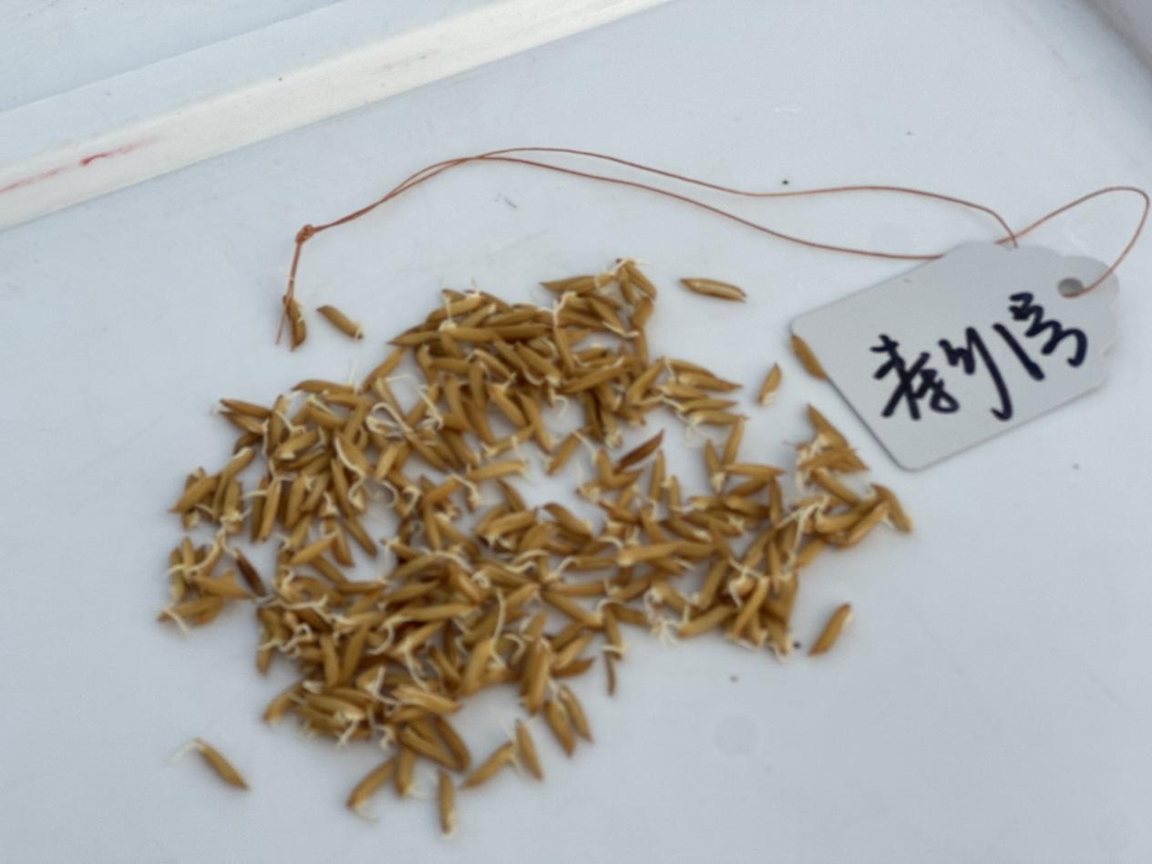 海南三亚：“太空种子”在南繁开始育种